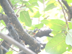 Psilopogon haemacephalus