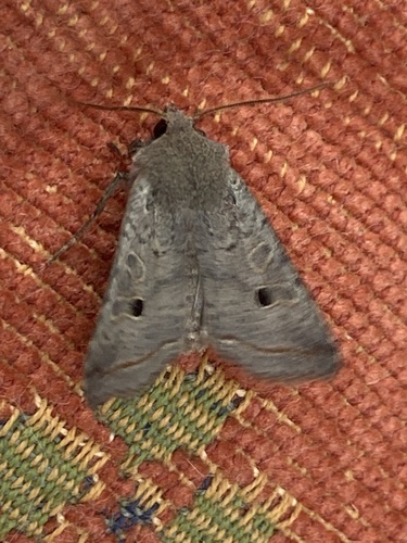 Red-line Quaker