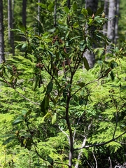 Rhododendron macrophyllum