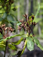 Rhododendron macrophyllum