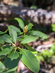 Rhododendron macrophyllum