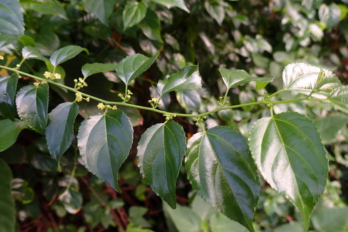 Colubrina asiatica observed 2026-10-04