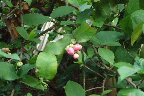 Ixora philippinensis observed 2026-10-04