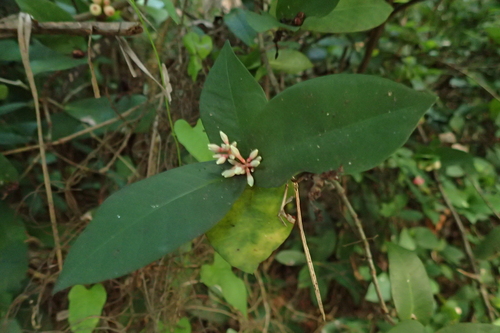 Ixora philippinensis observed 2026-10-04