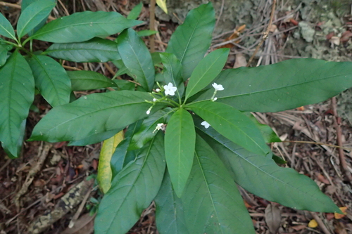 Rauvolfia verticillata observed 2026-10-04