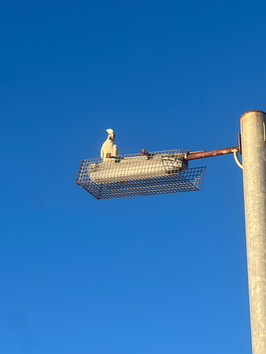Little Corella