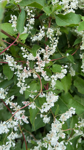Bukhara Fleeceflower