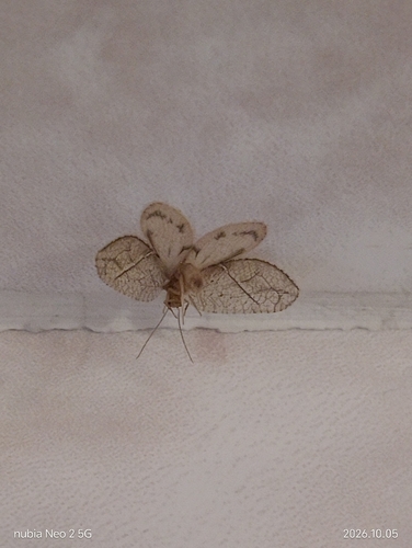 Crisopa parda