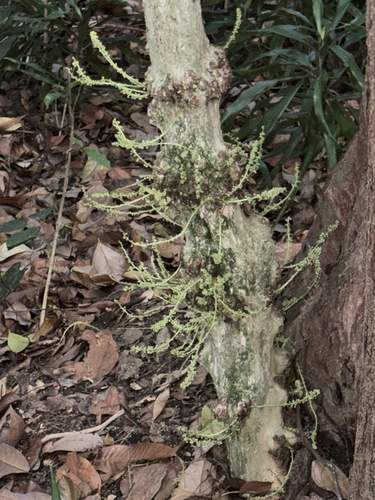 Baccaurea observed 2026-10-06