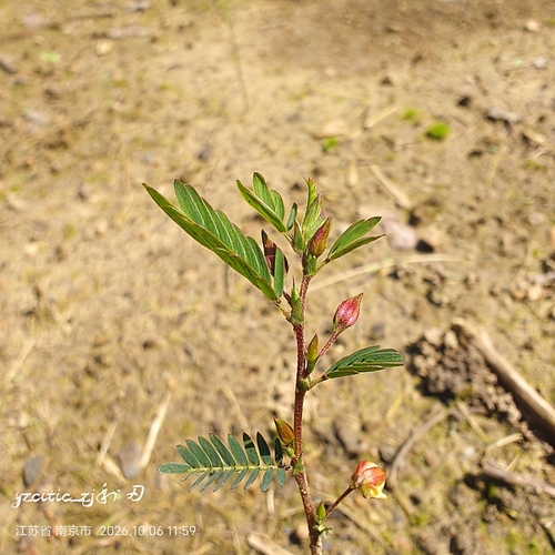Chamaecrista nomame observed 2026-10-06
