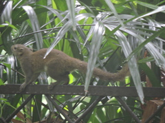Callosciurus pygerythrus