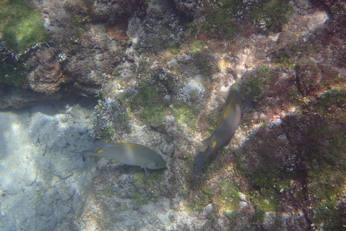 Siganus guttatus observed 2026-10-05