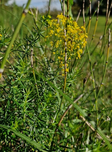 Lady's Bedstraw