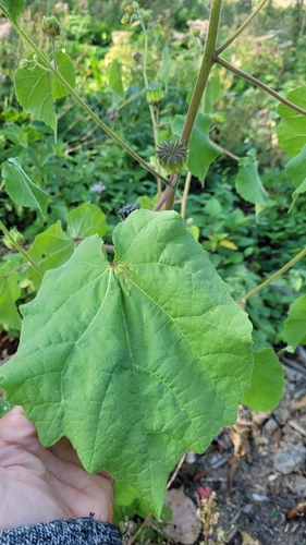 velvetleaf