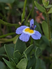 Downingia cuspidata