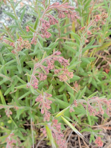 Gonocarpus elatus (Gonocarpus elatus)