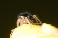 Phidippus princeps