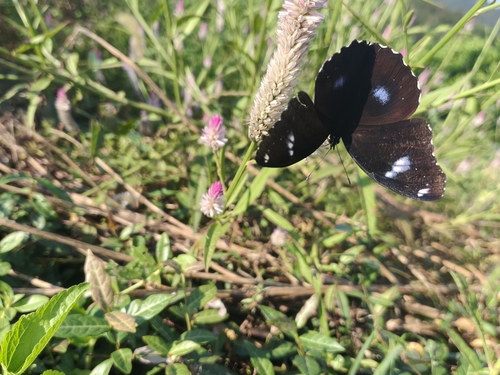 Great Eggfly