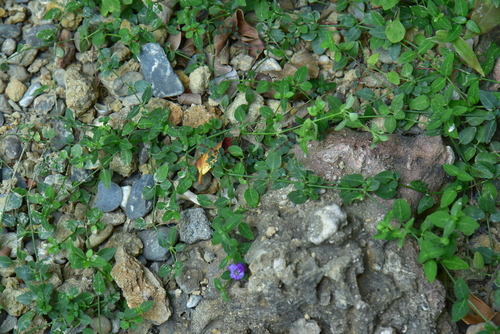Ruellia repens observed 2026-10-04