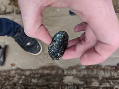 Haliotis virginea virginea