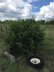 Juniperus pinchotii