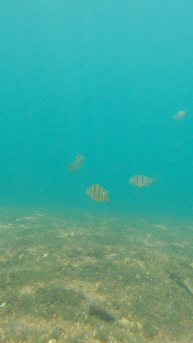 Barred Grunter