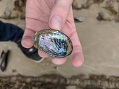 Haliotis virginea virginea