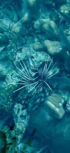 Pterois radiata observed 2026-10-06