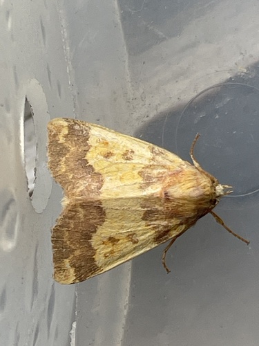 Barred Sallow