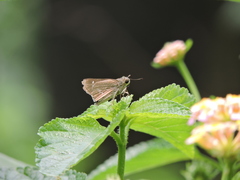 Parnara