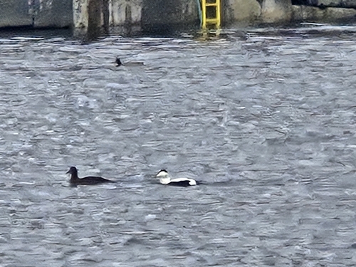 Common Eider
