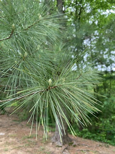 eastern white pine