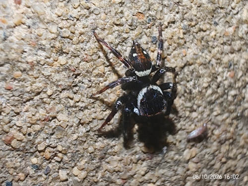 Adanson's House Jumper