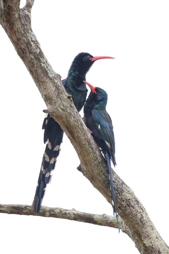 iNaturalist image