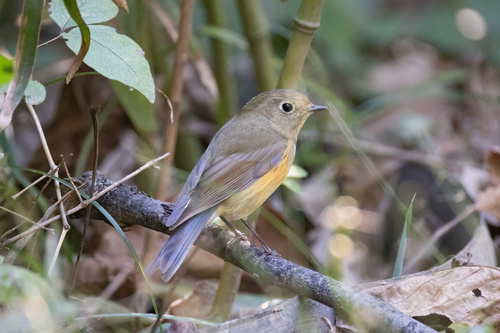 Red-flanked Bluetail