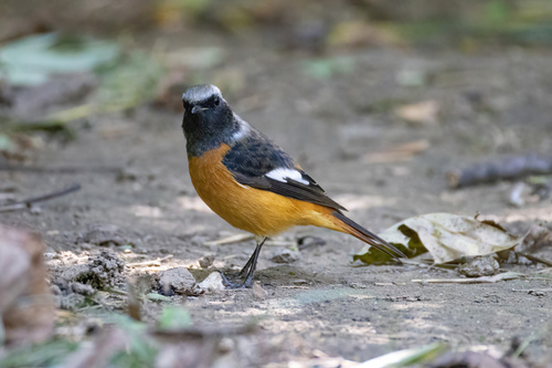 Daurian Redstart