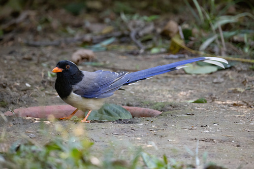 Red-billed Blue-Magpie
