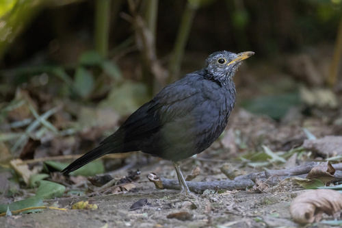 Chinese Blackbird