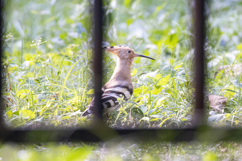 Common Hoopoe