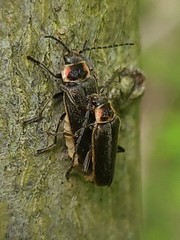 Atalantycha dentigera