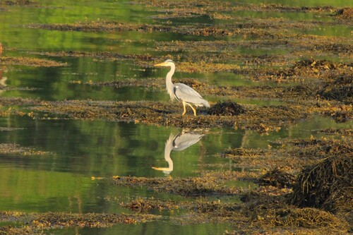 Grey Heron
