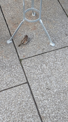 House Sparrow