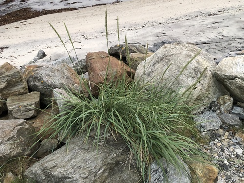lyme grass