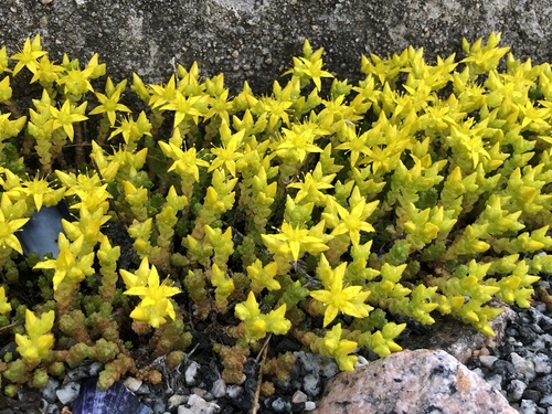Biting Stonecrop