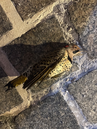 Northern Flicker
