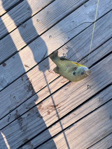 Greengill Sunfish