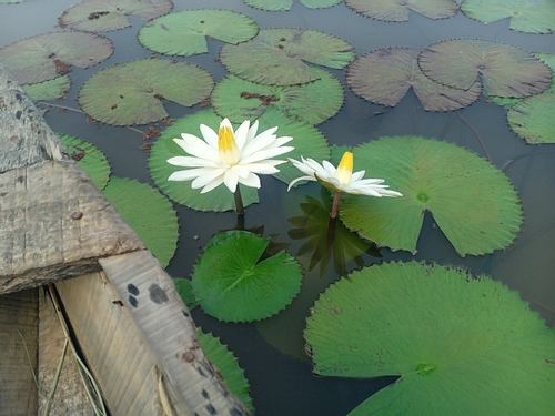Egyptian white water-lily