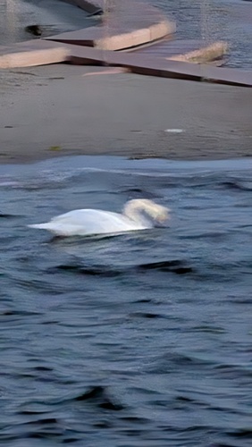 Mute Swan