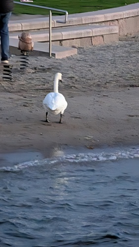 Mute Swan