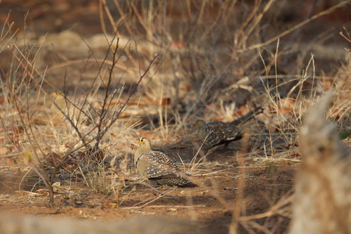 iNaturalist image